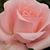 Roza - Vrtnica čajevka - Katrin